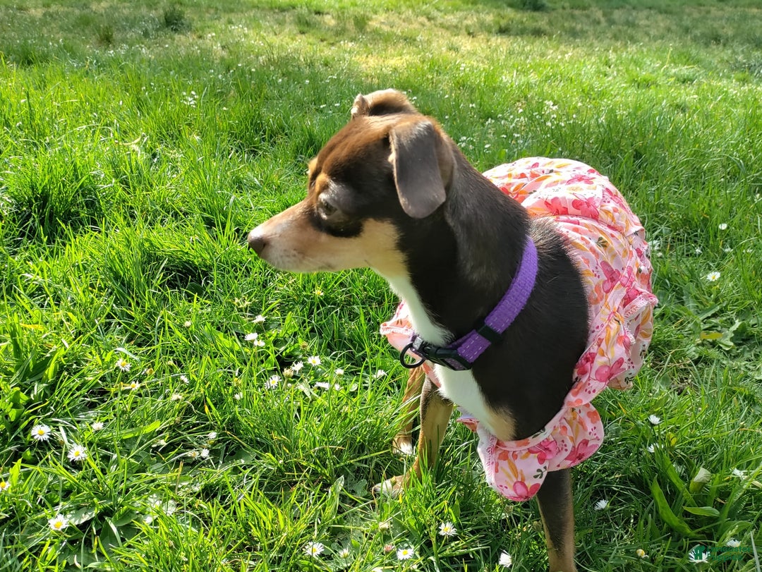 Chihuahua dogs for sale: Peaches - Image 3