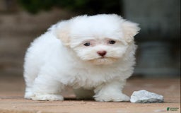 Havanese dogs for sale: Winnie - Image 3
