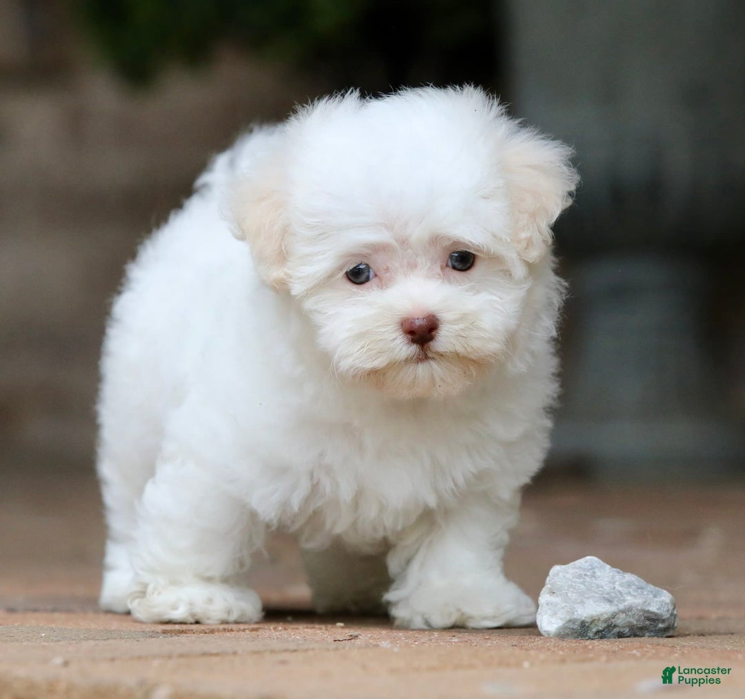 Havanese dogs for sale: Winnie - Image 3