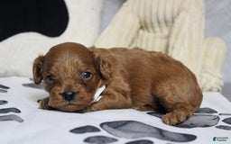 Cavapoo dogs for sale: Phoenix - Image 32