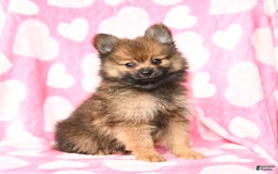 Pomeranian dogs for sale: Curtis - Image 2