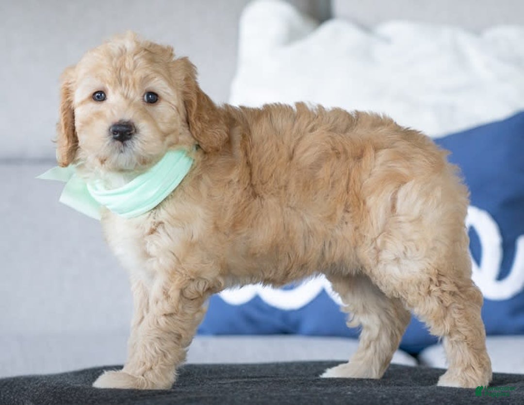 Mini Goldendoodle dogs for sale: Mia - Image 3