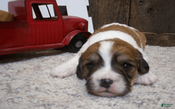 Cavachon dogs for sale: Boots - Image 1