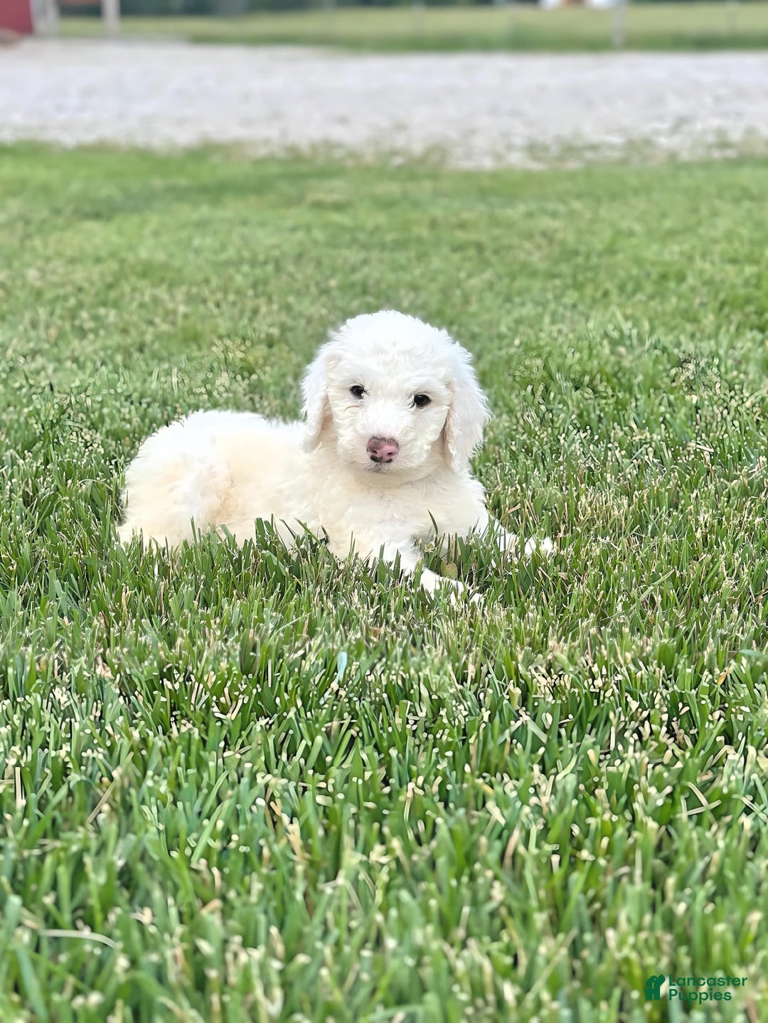 Newfypoo dogs for sale: Loki - Image 1
