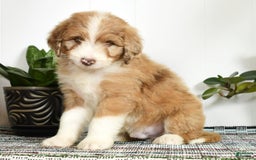 Aussiedoodle dogs for sale: Tommy - Image 1