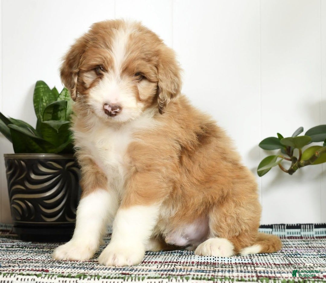 Aussiedoodle dogs for sale: Tommy - Image 1