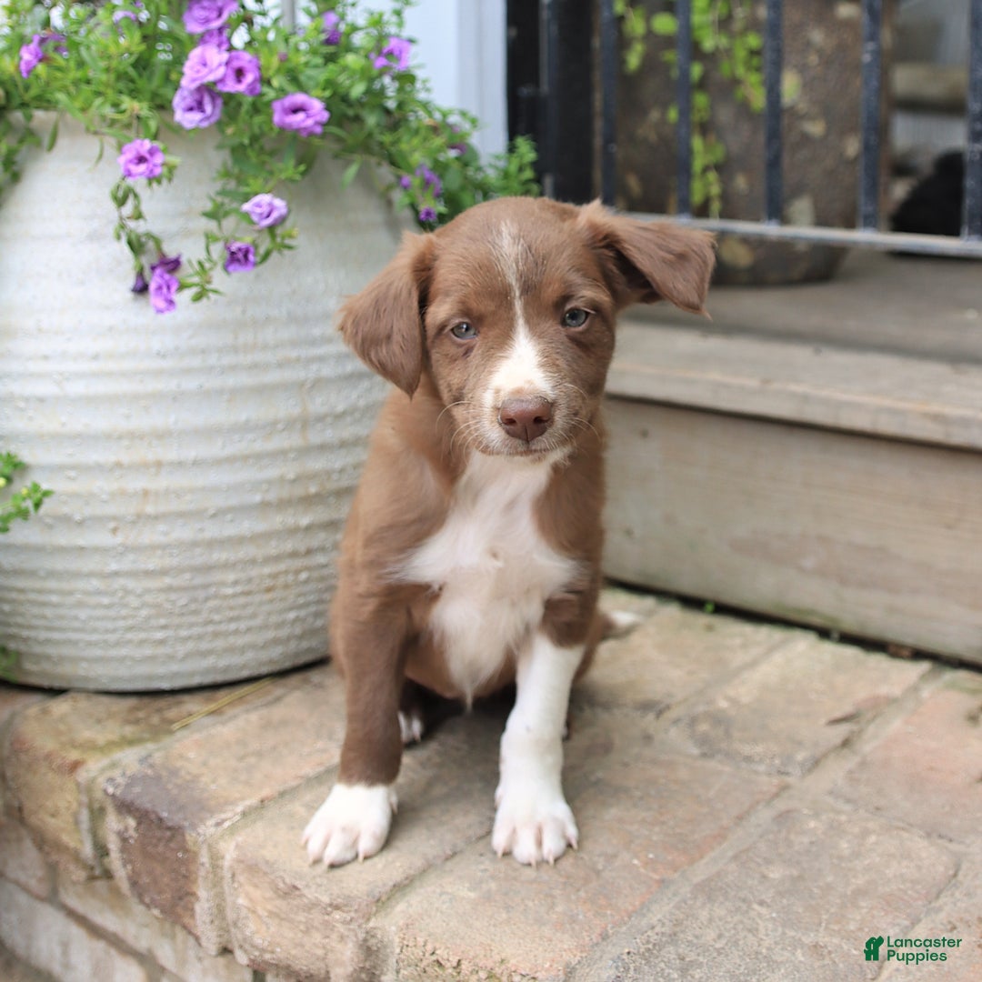 Border Collie dogs for sale: Jewels - Image 5