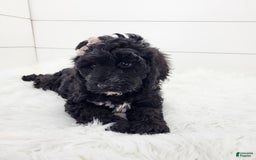 Cavapoo dogs for sale: Lexy - Image 2