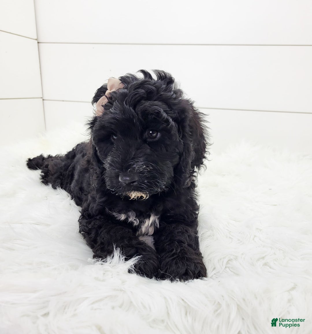 Cavapoo dogs for sale: Lexy - Image 2