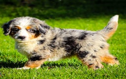 Mini Bernedoodle dogs for sale: Noli - Image 2