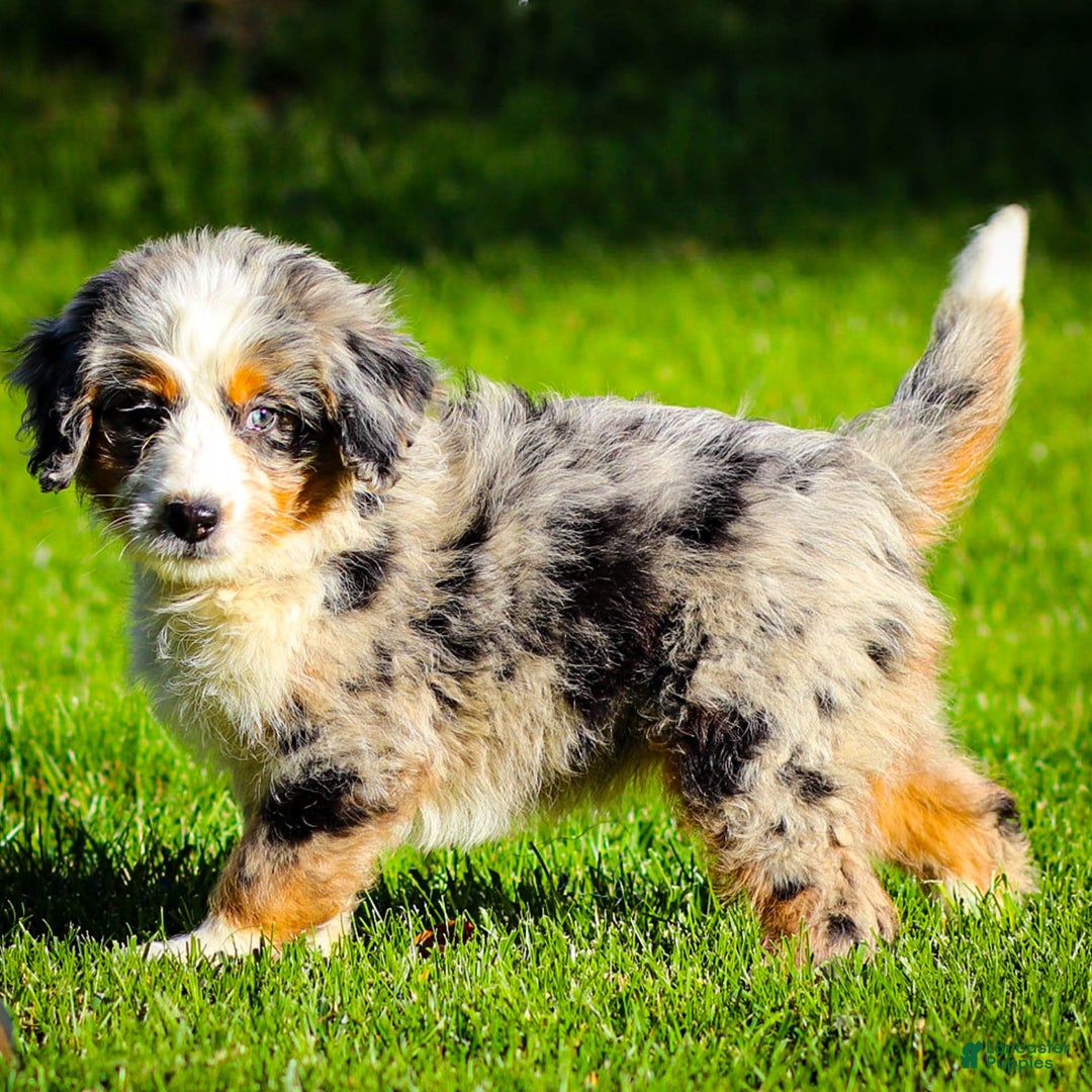 Mini Bernedoodle dogs for sale: Noli - Image 2