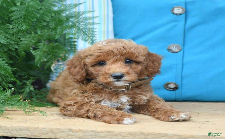 Mini Goldendoodle dogs for sale - Ad 4