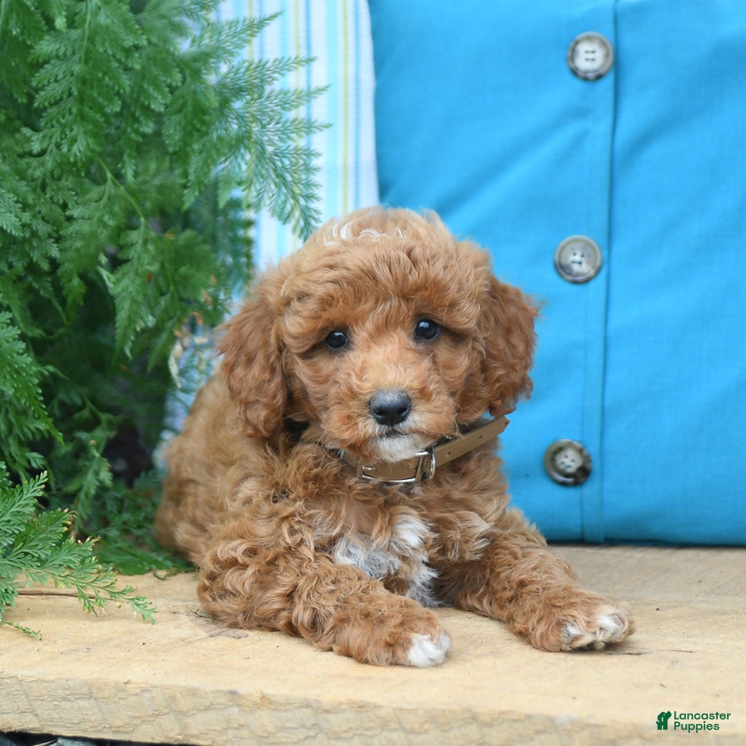 Mini Goldendoodle dogs for sale: Caden - Image 1