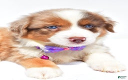 Miniature Australian Shepherd dogs for sale: Jane - Image 7