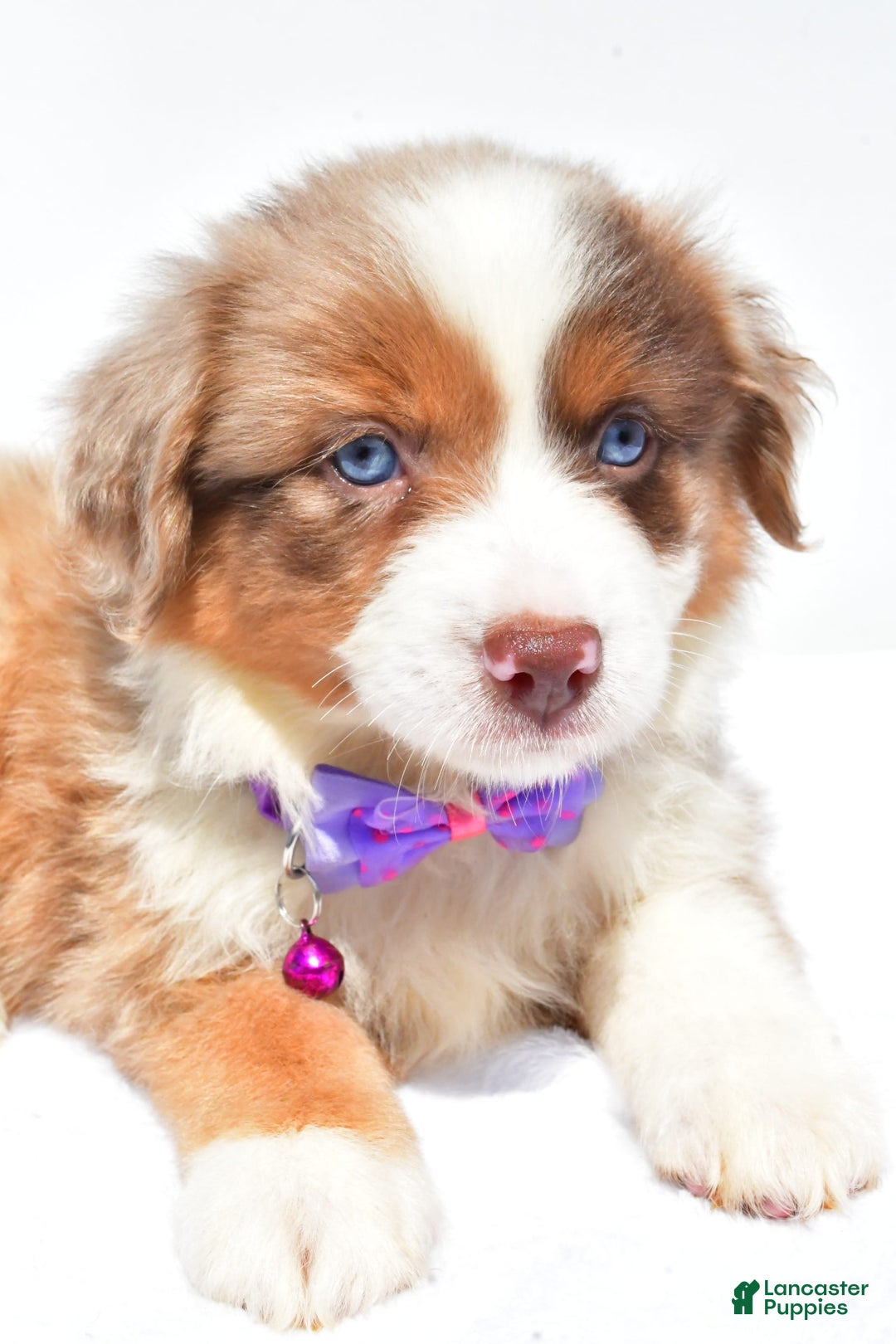 Miniature Australian Shepherd dogs for sale: Jane - Image 7