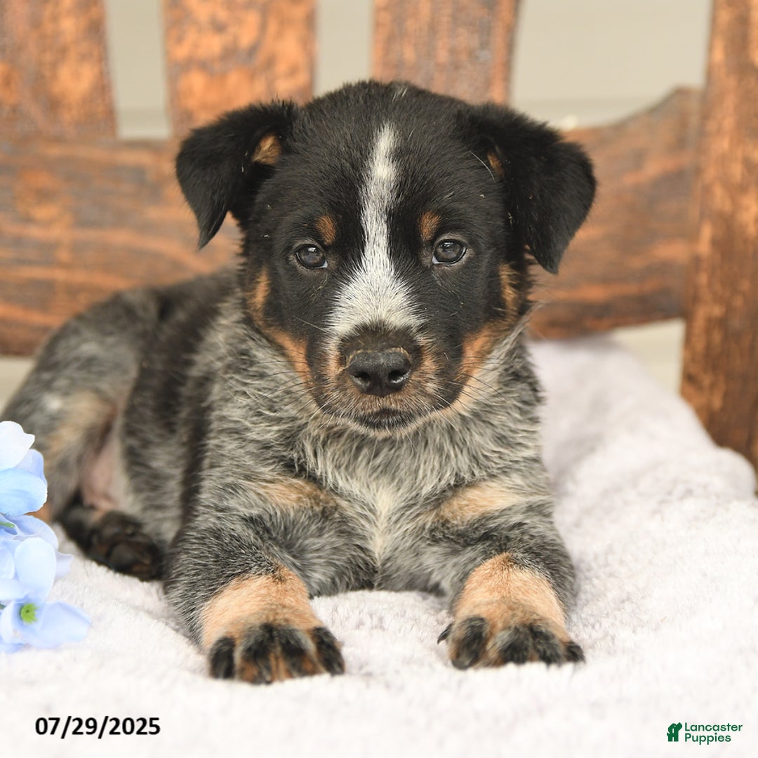 Australian Cattle Dog dogs for sale: Mike - Image 5