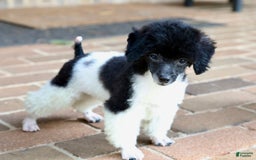Miniature Poodle dogs for sale: Nugget - Image 13