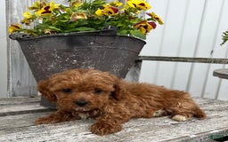Cavapoo dogs for sale: Preston - Image 5