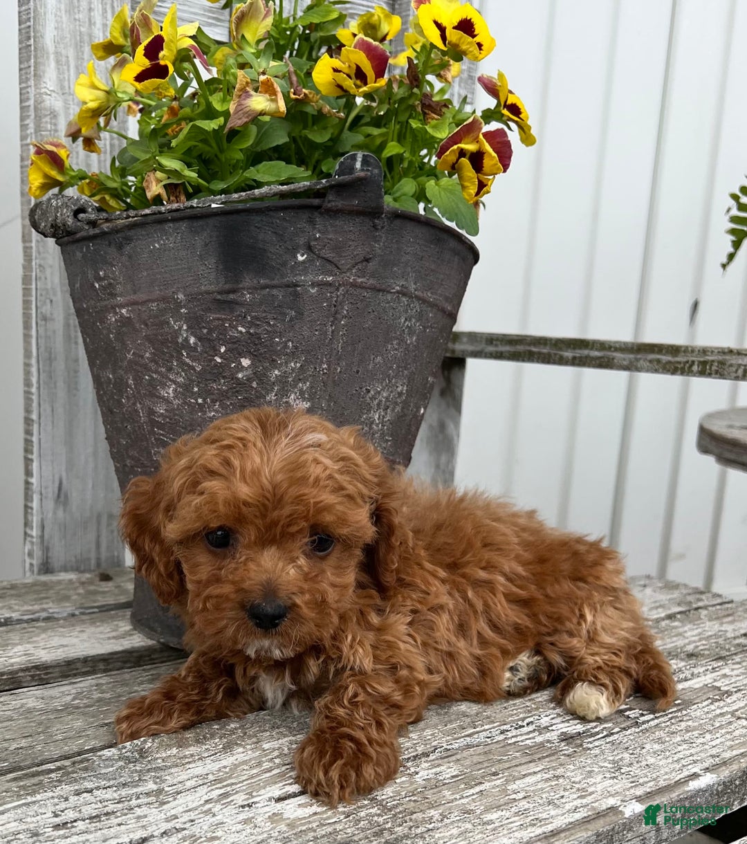 Cavapoo dogs for sale: Preston - Image 5