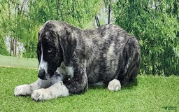 Anatolian Shepherd dogs for sale: AKC Dusty 2025 Male 5 - Image 8