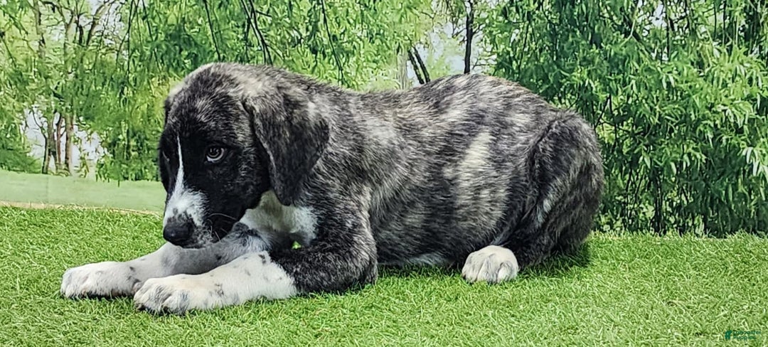 Anatolian Shepherd dogs for sale: AKC Dusty 2025 Male 5 - Image 8
