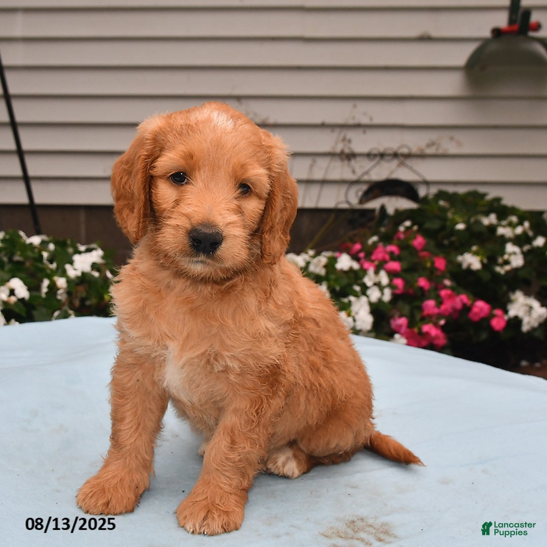 Goldador dogs for sale: Roxie - Image 1