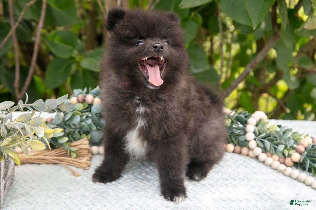 Pomeranian dogs for sale: River - Image 2