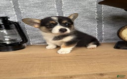 Welsh Corgi Pembroke dogs for sale: Carly - Image 11