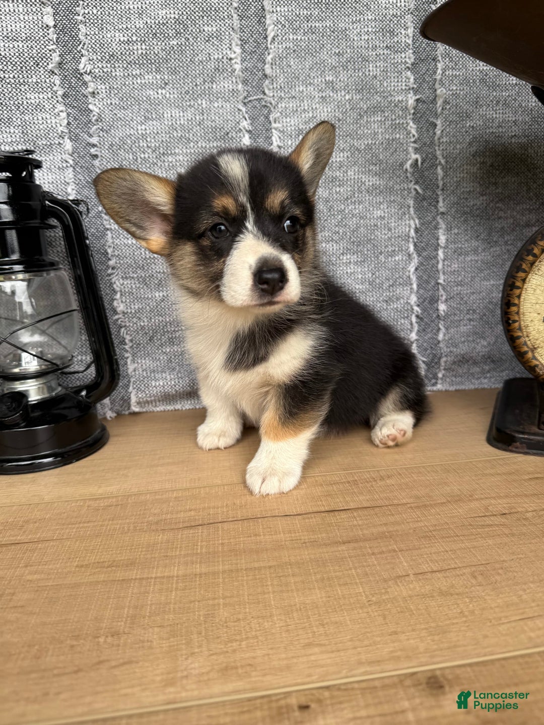 Welsh Corgi Pembroke dogs for sale: Carly - Image 11