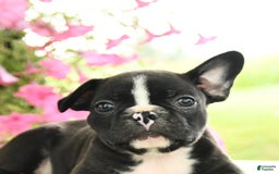 Frenchton dogs for sale: Gus - Image 3
