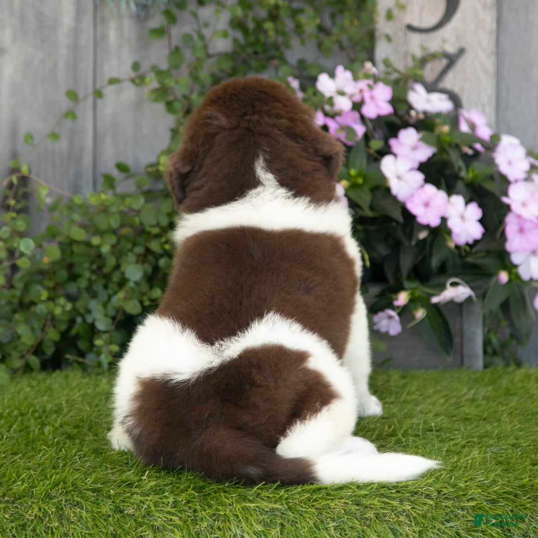Newfoundland dogs for sale: Walter - Image 5