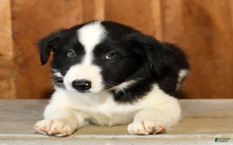 Border Collie dogs for sale: Leo - Image 6