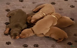 Doberman Pinscher dogs for sale: Smurf - Image 6