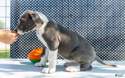 Great Dane dogs for sale: Missy - Image 8