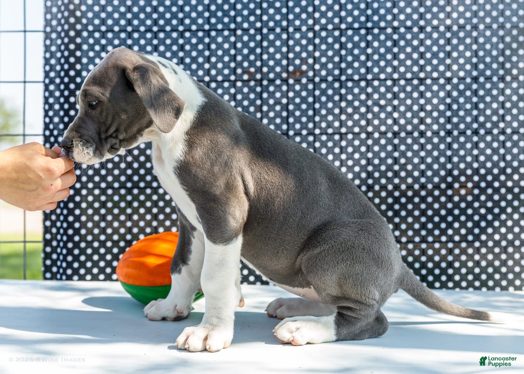 Great Dane dogs for sale: Missy - Image 8