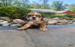 English Bulldog dogs for sale: Danny - Image 10