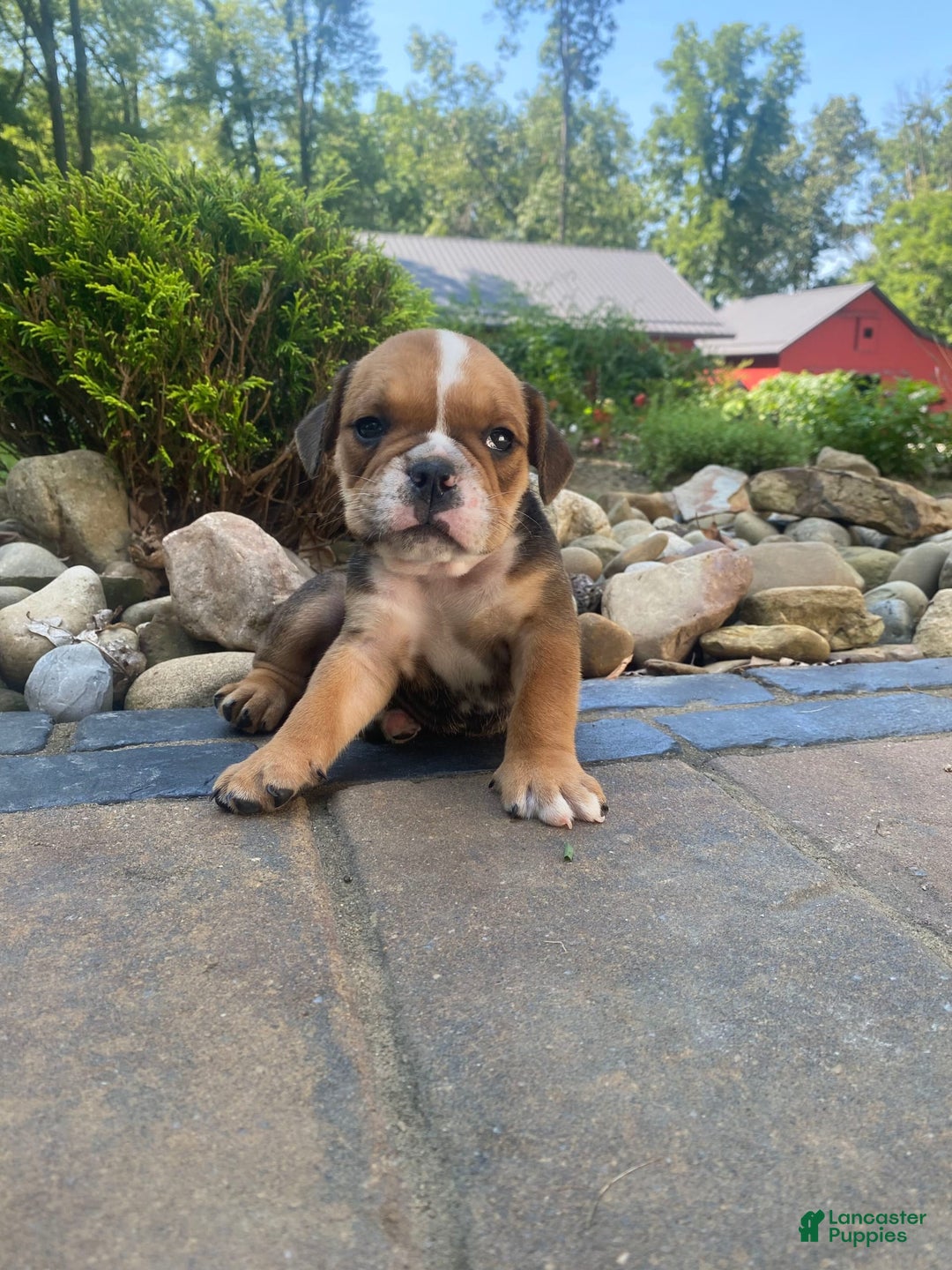English Bulldog dogs for sale: Danny - Image 10