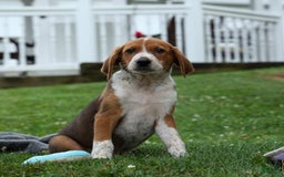 Beagle dogs for sale: Cooper - Image 6