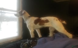 Brittany Spaniel dogs for sale: Freckles - Image 4