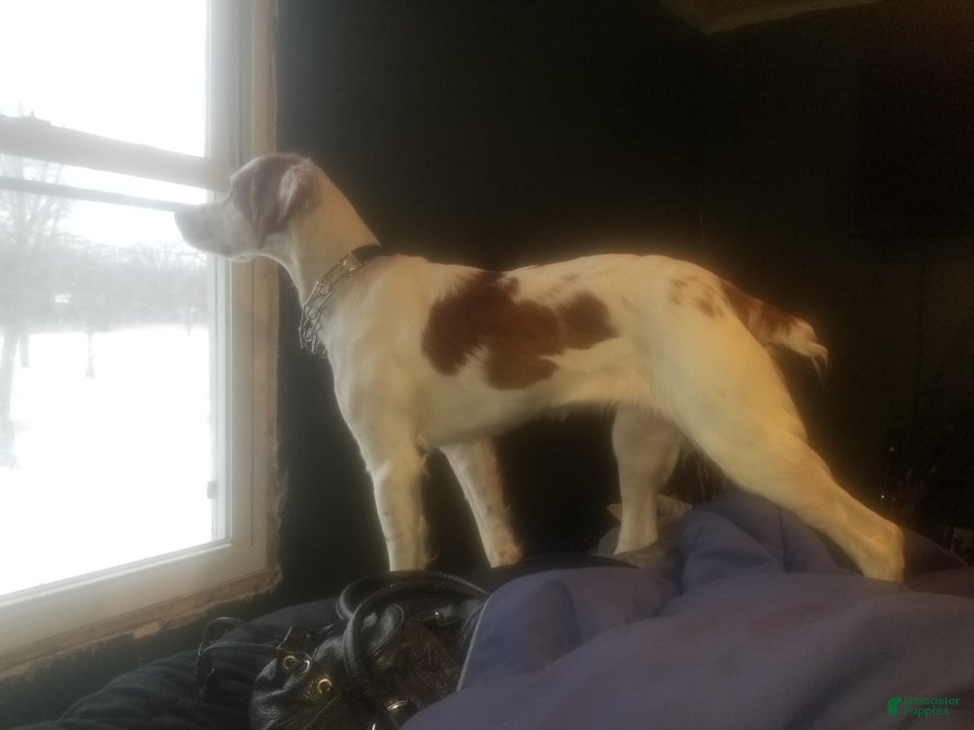 Brittany Spaniel dogs for sale: Freckles - Image 4