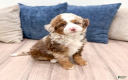 Mini Bernedoodle dogs for sale: Benji - Image 9