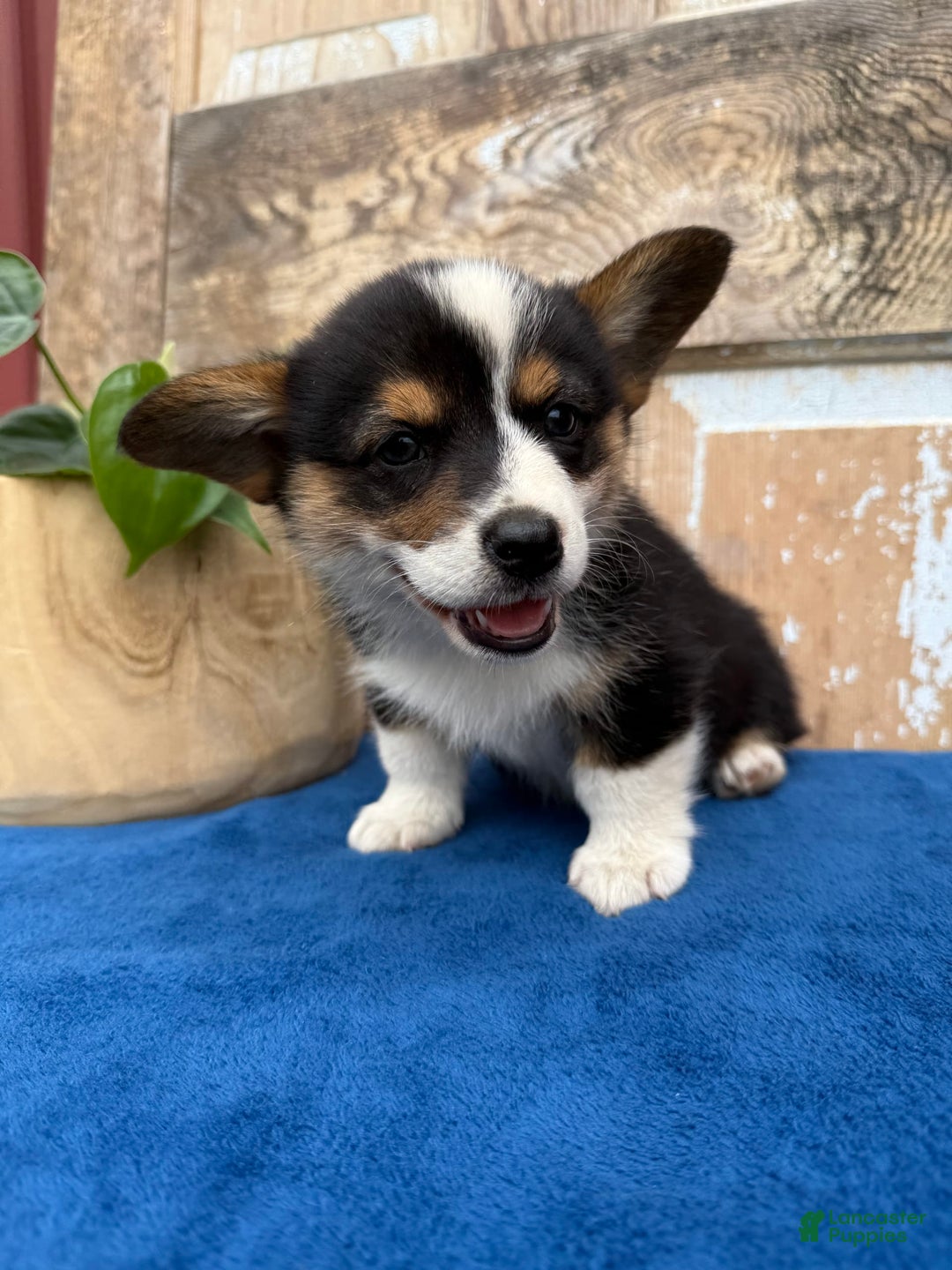 Welsh Corgi Pembroke dogs for sale: Carl - Image 11