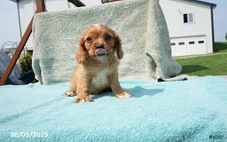 Cavalier King Charles Spaniel dogs for sale: Gail - Image 5