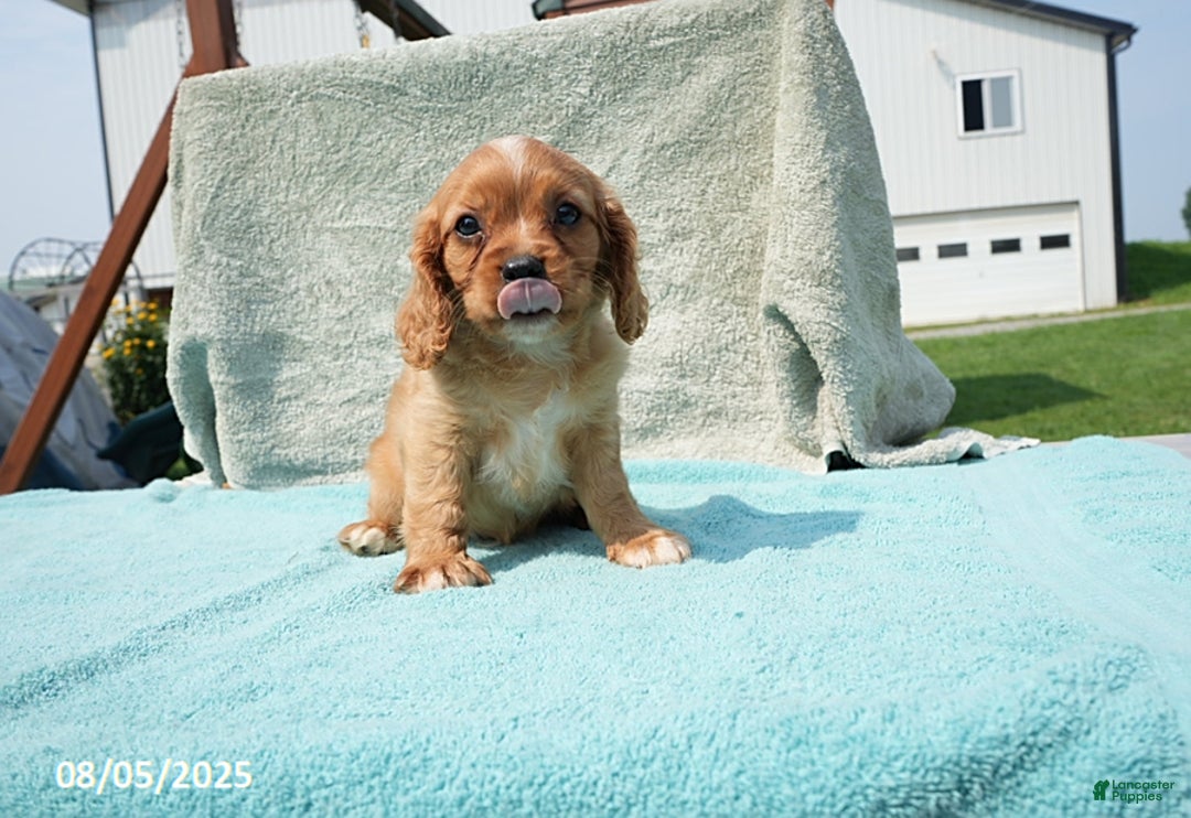 Cavalier King Charles Spaniel dogs for sale: Gail - Image 5