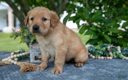 Golden Retriever dogs for sale: Lila - Image 4