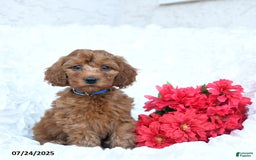 Mini Goldendoodle dogs for sale: Walter - Image 1