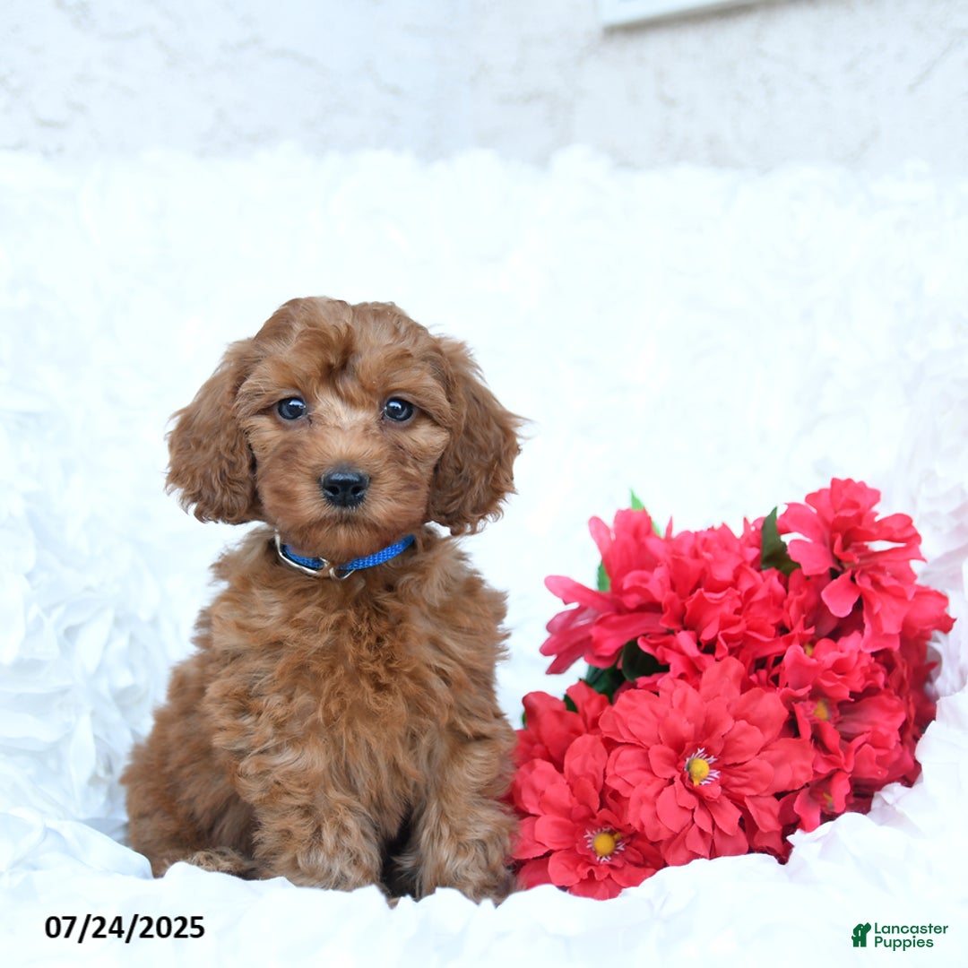 Mini Goldendoodle dogs for sale: Walter - Image 1