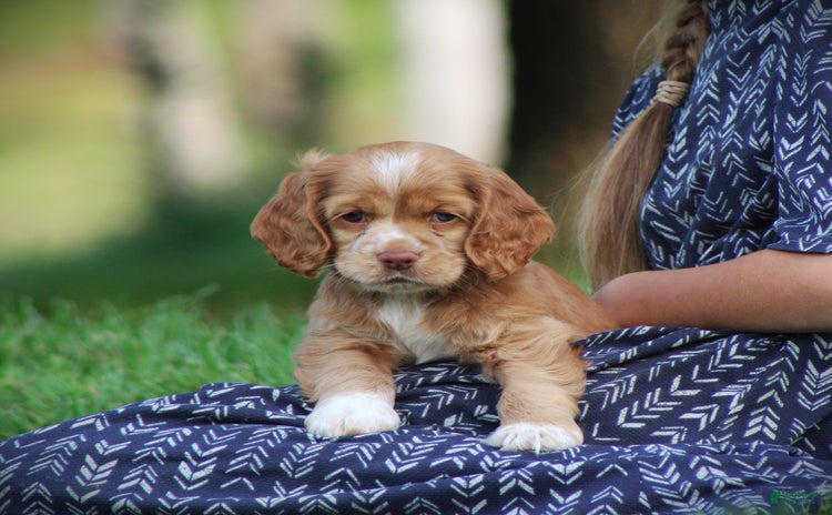 Cocker Spaniel dogs for sale - Ad 3