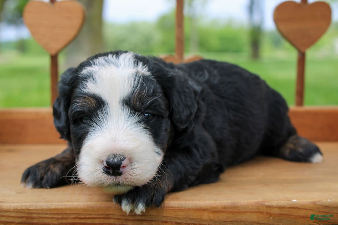 Mini Bernedoodle dogs for sale: Leo - Image 17