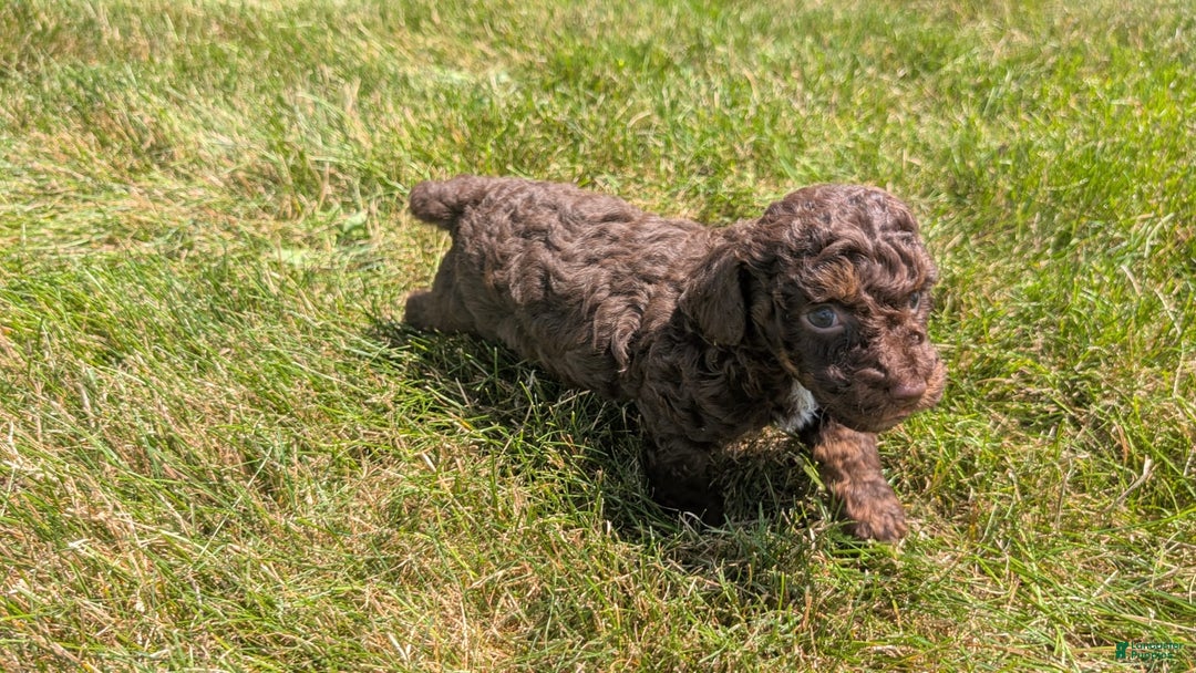 Toy Poodle dogs for sale: Zion - Image 8